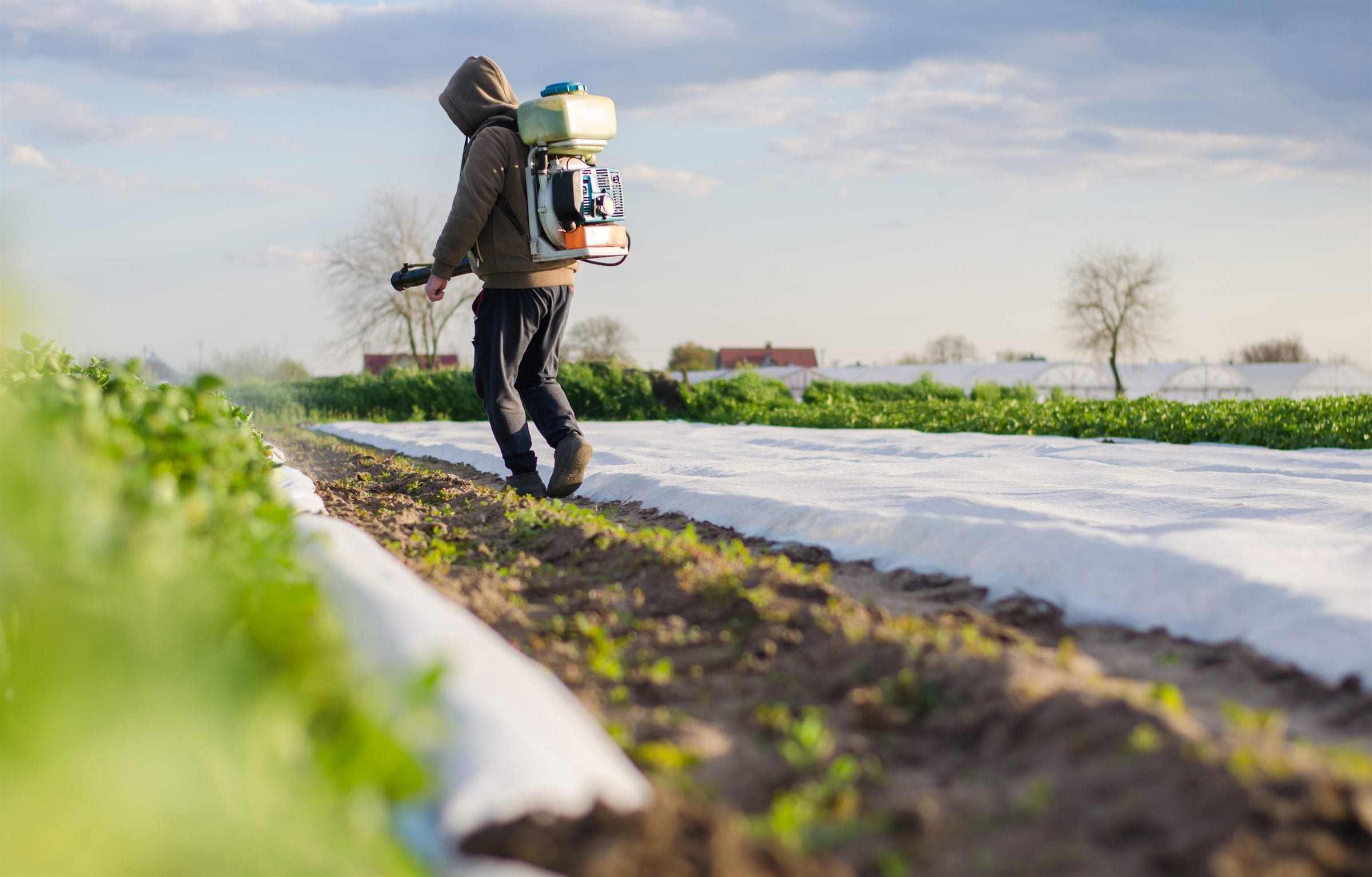 A pest control operator walking a crop field with a backpack mist sprayer.